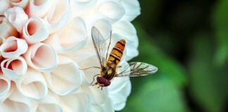 pszczoły pod ochroną