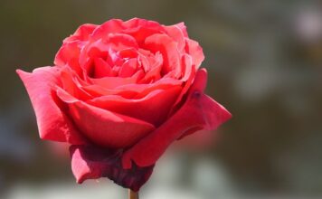 Dzień Kobiet, miła powtórka z historii kobiece święto