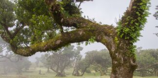 lasy na liście światowego dziedzictwa przyrodniczego