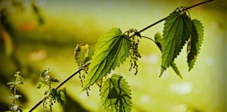 picie pokrzywy na zdrowie