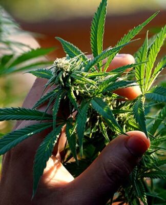 Żeńskie nasiona marihuany