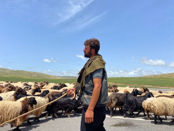 Czy działki ROD przejdą na własność?