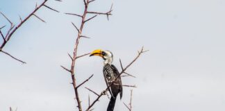 Co dodać do sera zamiast budyniu?