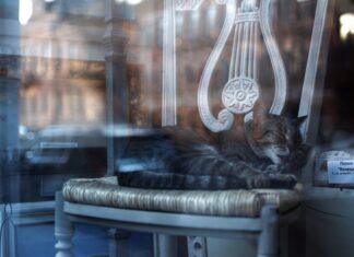 Ile kosztuje postawienie płotu z paneli?