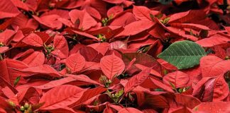 Z czego zrobić gwiazdę betlejemską?