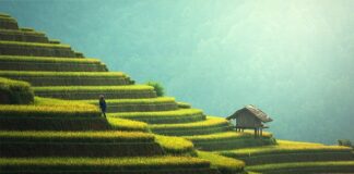 Jak ugotować ryż do jedzenia pałeczkami?