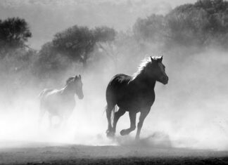 Czy można palić drzewem owocowym?