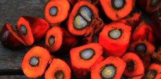 Gdzie można kupić biodiesel? Gdzie można kupić biodiesel?