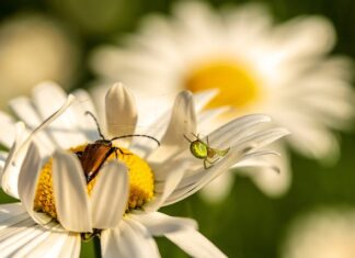 Ile rodzi się pająków?
