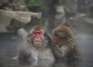 Czego nie jedzą Japończycy?