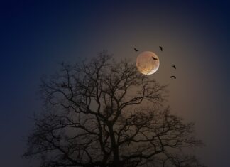 Jak zrobić nietoperza z filcu?