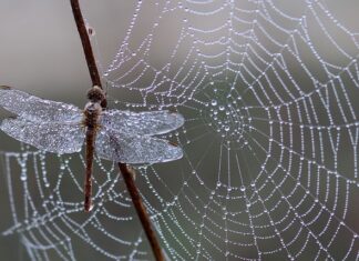 Czy pajęczyna jest łatwopalna?