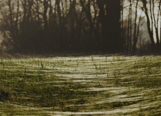 Jak pozbyć się Pajęczyn z domu?