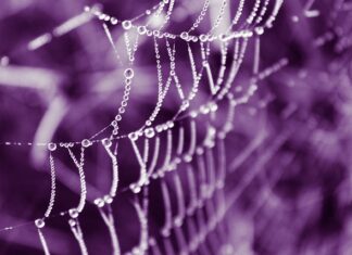 Co jest w pajęczynie?