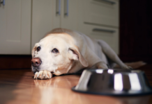 Pies ciągle głodny? Jak ustawić porcje suchej karmy i rytm dnia Jak ustawić porcje suchej karmy i rytm dnia