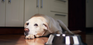 Jak ustawić porcje suchej karmy i rytm dnia