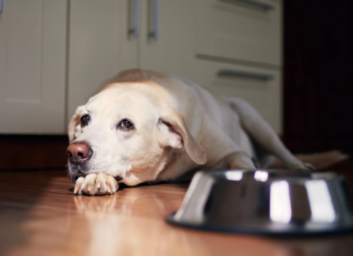 Jak ustawić porcje suchej karmy i rytm dnia