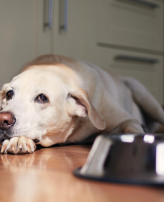 Jak ustawić porcje suchej karmy i rytm dnia
